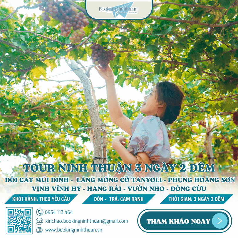 Thủ phủ nho Ninh Thuận làng nho Thái An có gì hấp dẫn?